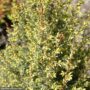 Juniper – Gold Cone – #3 Container